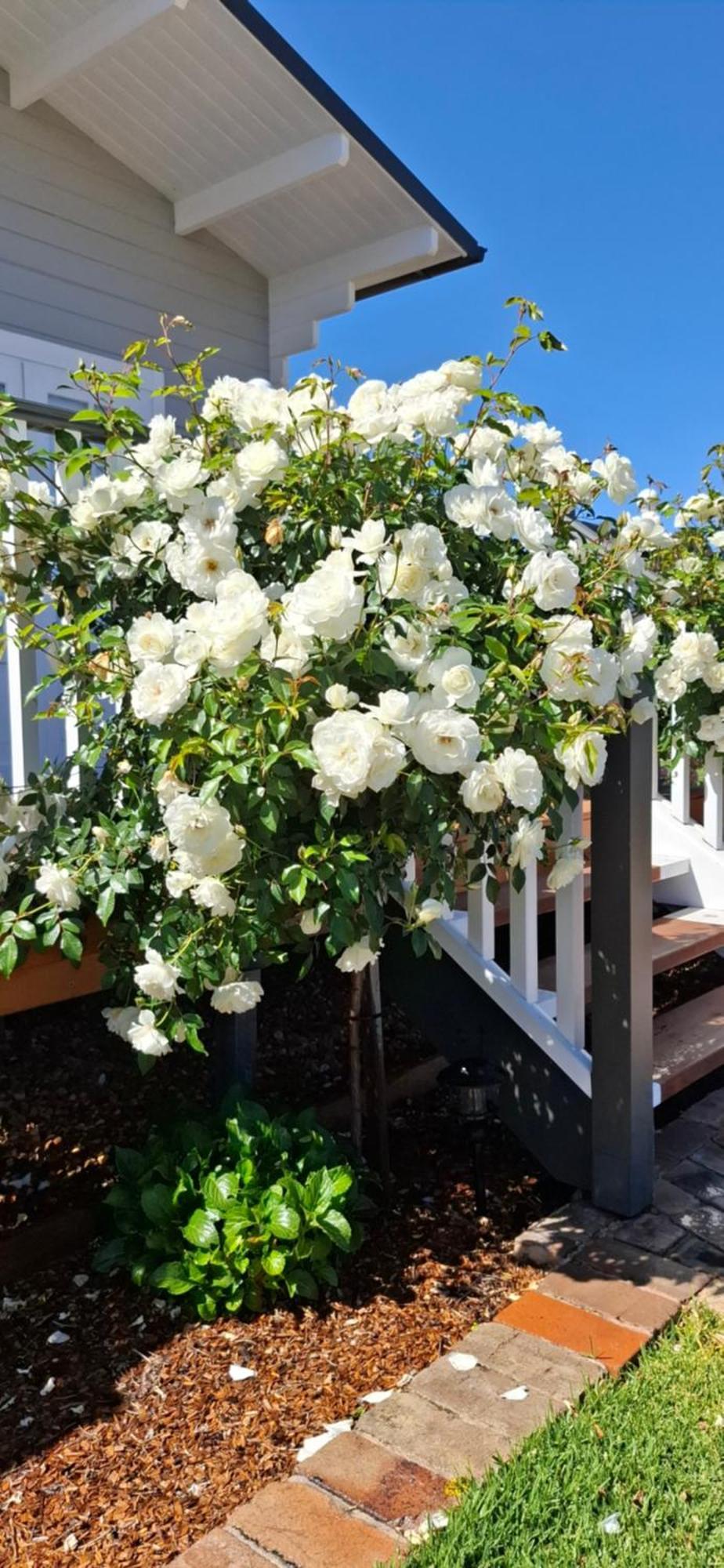 Dangerfield Oaks Boutique Cottage's *